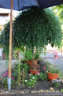 Small House Apartment - Kerepes - 2