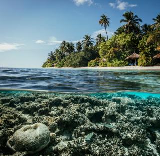 ROBINSON MALDIVES - Adults only - Gaafu Alifu Atoll - 3