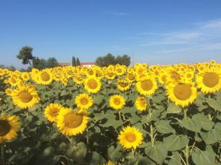 Podere Girasoli - Piombino - 5