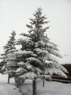 Teton Valley Cabins - 0
