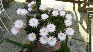 Il Giardino Roccioso - Rávena - 0