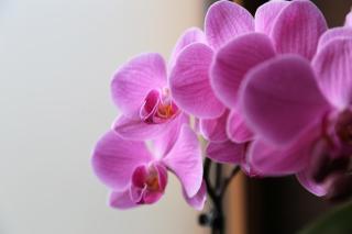 Ferienhof Weingenuss - 1