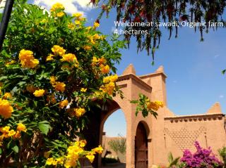 Sawadi Ecolodge - Skoura - 7