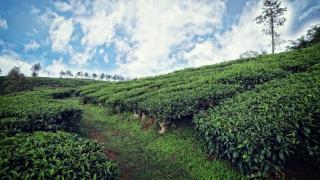 The Windflower Resort & Spa, Vythiri - 0