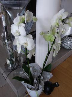 L'Orchidée - Lassay - 0