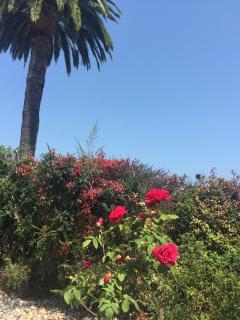 Hitching Post Studios Inn - Santa Cruz - 6