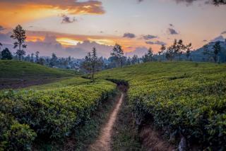 Langdale Boutique Hotel by Amaya - Nuwara Eliya - 1