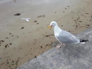Le Magellan-Plage - Saint Malo - 4