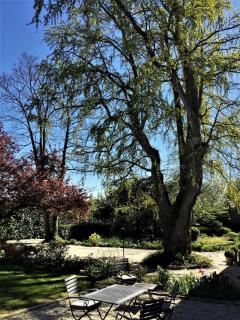 Le Grand Arbre - Bayeux - 4