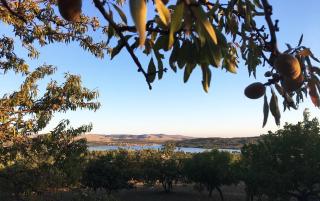 The Garden of Elaïs - Šibenik - 1