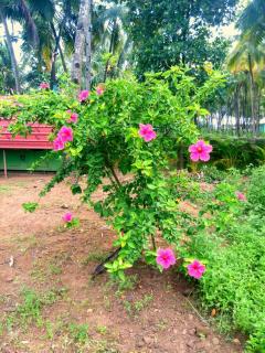 Wavelet Beach Resort - Palolem - 5