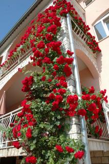 House Marić - Poreč - 6