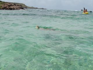 Hotel Les Ondines Sur La Plage - Gustavia - 9