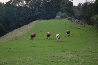 Gasthof Alte Tanne - 5