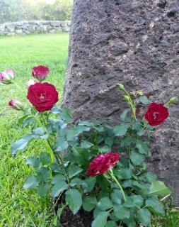 Il Giardino degli Ovali - Fiumefreddo di Sicilia - 2