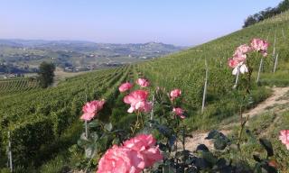 Casa Vacanze Sweet Dreams - Agliano Terme - 6