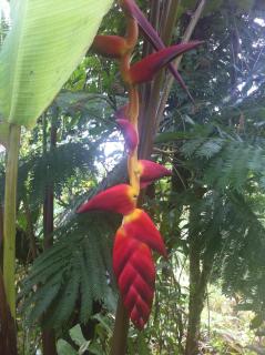 Light of Dawn - Quepos - 8
