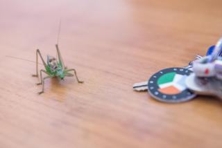 Hausboaty Ypsilon Golf Liberec - 8