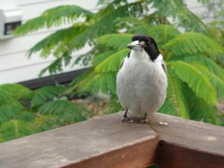 Eumundi Cottages - Cottage 1 - Eumundi - 4
