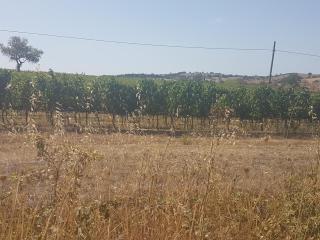 Casa di Campagna - Pancole - 5