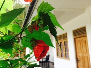 Green View Guest Inn - Nallathanniya - 7