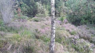 Hytten - Silkeborg - 2