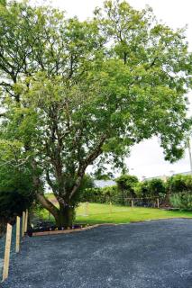 Ash Tree Cottage - Bangor - 5