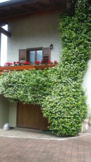 La Casa Del Gelsomino - Ospedaletto - 2