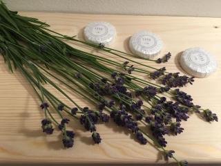 House Apartmentshumpolec + Garden - 8