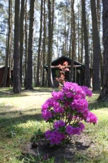 Urlaub im Bungalow mitten im Wald - Lütow - 9