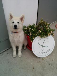 Maison d'hôtes "At'Home" - Ault - 9