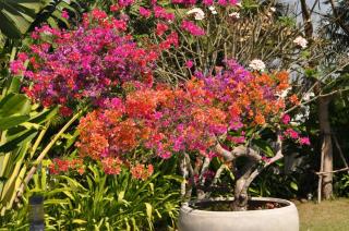 Balinese villa with private pool - 5