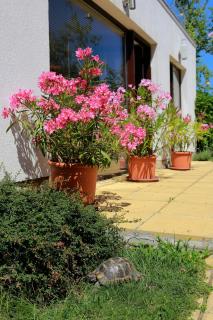 Saint Stefan Villas - Sosopol - 4