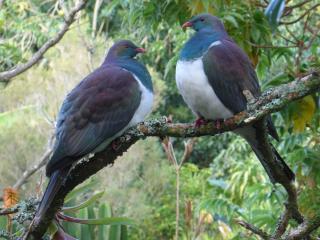 Blythcliffe - Akaroa - 7