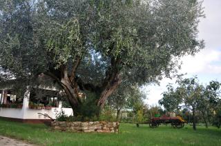 Franko Apartmani - 1