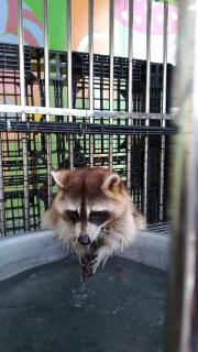 Alice Wonderland B&B - 8