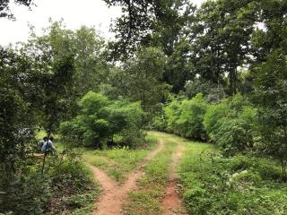 Kamp Kamouflage Kanha - Kanha - 3
