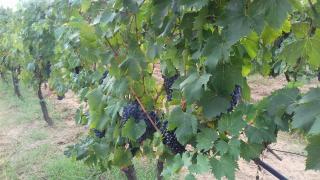 Agriturismo Val di Nappo - 4