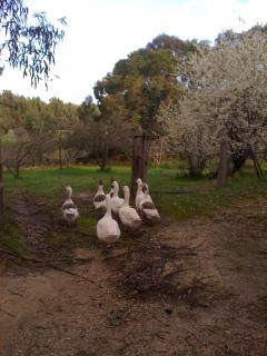 Bellbrae Harvest - Torquay - 9