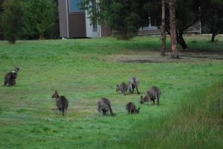 Bellbrae Harvest - Torquay - 2