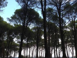 Cavalli di S'Arcaite - 0