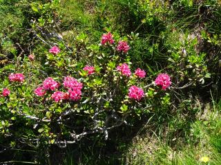 Ferienwohnung Traudl Singer - 7