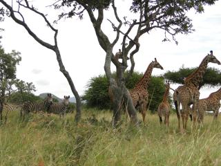 Moholoholo Forest Camp - Hoedspruit - 6