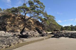 Waipu Cove Resort - Waipu - 1