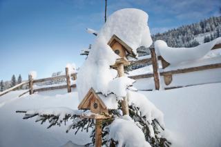 Auhäuslalm - Maria Alm am Steinernen Meer - 1