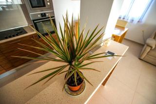 Apartment Andjela - Starigrad-Paklenica - 3