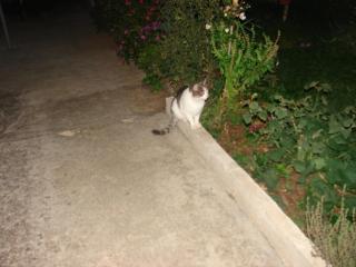Filip - Biograd na Moru - 2