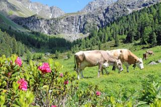 Chalet Tschallener - Ried im Oberinntal - 2