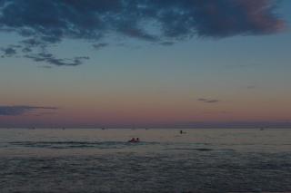 Sea Rose - 6