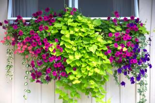 Sunset Motor Inn - 1